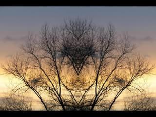 ../Images/046_Baum_02.jpg