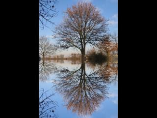 ../Images/051_Baum_07.jpg
