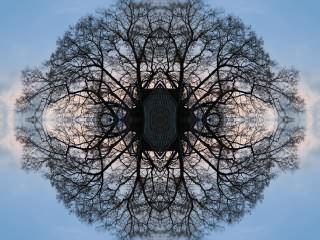 ../Images/057_Baum_13.jpg