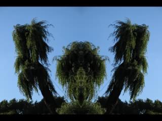 ../Images/058_Baum_14.jpg
