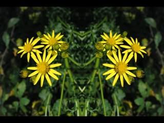 ../Images/078_Blume_gelb_01.jpg