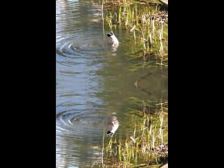 ../Images/138_Ente.jpg