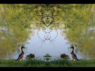 ../Images/139_Enten_01.jpg