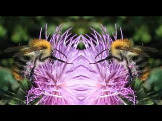 ../Images/221_Hummel_auf_Distel.jpg