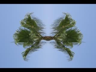 ../Images/350_Palme_01.jpg