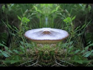 ../Images/388_Pilz_01.jpg