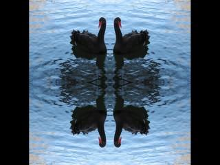 ../Images/435_Schwan_sw02.jpg