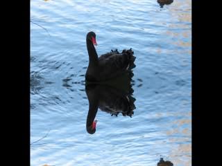 ../Images/436_Schwan_sw03.jpg