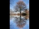 Thumbs/tn_051_Baum_07.jpg