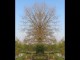 Thumbs/tn_055_Baum_11.jpg
