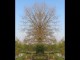 Thumbs/tn_055_Baum_11.jpg