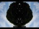 Thumbs/tn_060_Baum_16.jpg