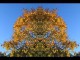 Thumbs/tn_063_Baum_19.jpg