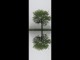 Thumbs/tn_068_B_ume_03.jpg