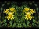 Thumbs/tn_078_Blume_gelb_01.jpg