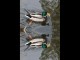 Thumbs/tn_137_Ente3.jpg