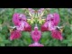 Thumbs/tn_219_Hummel_02.jpg