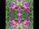 Thumbs/tn_220_Hummel_03.jpg