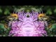 Thumbs/tn_221_Hummel_auf_Distel.jpg