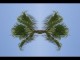 Thumbs/tn_350_Palme_01.jpg