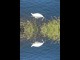 Thumbs/tn_433_Schwaene1.jpg