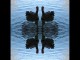 Thumbs/tn_435_Schwan_sw02.jpg