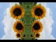 Thumbs/tn_454_Sonnenblumen_01.jpg