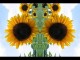 Thumbs/tn_455_Sonnenblumen_02.jpg