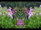 Thumbs/tn_473_Springkraut_01.jpg