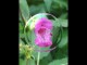 Thumbs/tn_474_Springkraut_02.jpg