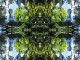 Thumbs/tn_502_Wald_01.jpg