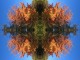 Thumbs/tn_504_Wald_03.jpg
