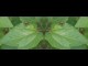 Thumbs/tn_511_Wanzen_01.jpg